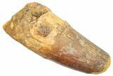 Fossil Spinosaurus Tooth - Feeding Worn Tip #245106-1